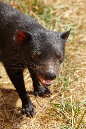 animal;animals;Australasian;Australia;Australian;carnivorous;carnivorous-marsupial;carnivorous-marsupials;Dasyuridae;Island-of-Tasmania;mammal;mammals;marsupial;marsupials;Sarcophilus;Sarcophilus-harrisii;Southern-Tasmania;State-of-Tasmania;Tas;Tasman-Peninsula;Tasmania;Tasmanian-Devil;Tasmanian-Devil-Conservation-Park;Tasmanian-Devils;Tassy-Devil;wildlife