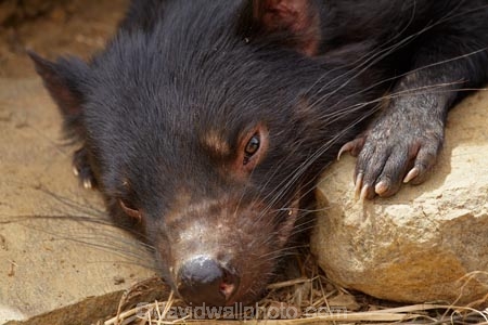 animal;animals;Australasian;Australia;Australian;carnivorous;carnivorous-marsupial;carnivorous-marsupials;Dasyuridae;Island-of-Tasmania;mammal;mammals;marsupial;marsupials;Sarcophilus;Sarcophilus-harrisii;Southern-Tasmania;State-of-Tasmania;Tas;Tasman-Peninsula;Tasmania;Tasmanian-Devil;Tasmanian-Devil-Conservation-Park;Tasmanian-Devils;Tassy-Devil;wildlife