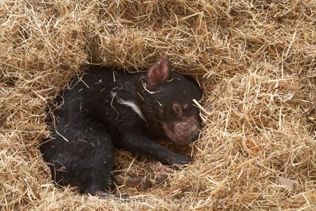 animal;animals;Australasian;Australia;Australian;carnivorous;carnivorous-marsupial;carnivorous-marsupials;Dasyuridae;Island-of-Tasmania;mammal;mammals;marsupial;marsupials;Sarcophilus;Sarcophilus-harrisii;Southern-Tasmania;State-of-Tasmania;Tas;Tasman-Peninsula;Tasmania;Tasmanian-Devil;Tasmanian-Devil-Conservation-Park;Tasmanian-Devils;Tassy-Devil;wildlife