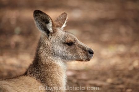 animal;animals;Australasian;Australia;Australian;Eastern-Grey-Kangaroo;Eastern-Grey-Kangaroos;Forester-Kangaroo;Forester-Kangaroos;gray-kangaroo;gray-kangaroos;Great-Grey-Kangaroo;Grey-Kangaroo;Grey-Kangaroos;head;heads;Island-of-Tasmania;kangaroo;kangaroos;Macropodidae;Macropus-giganteus;Macropus-giganteus-tasmaniensis;mammal;mammals;Marsupial;Marsupials;marsupium;Nature;portrait;portraits;pouch;skippy;Southern-Tasmania;State-of-Tasmania;Tas;Tasman-Peninsula;Tasmania;Tasmanian-Devil-Conservation-Park;Wild;Wildlife;Zoology