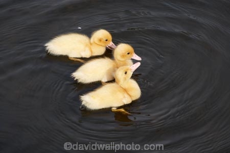 Animal;animals;Australasian;Australia;Australian;avian;babies;Beak;Bird;bird-watching;bird_watching;birds;Cental-Tasmania;Coal-River;duck;duckling;ducklings;ducks;eco-tourism;eco_tourism;ecotourism;Fauna;feather;feathers;Island-of-Tasmania;Midland-Highway;Midlands;Natural;natural-history;Nature;Ornithology;State-of-Tasmania;Tas;Tasmania;three;triplets;wild;wildlife;young