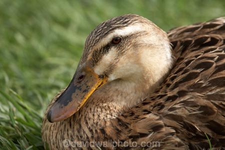 Animal;animals;Australasian;Australia;Australian;Avian;Beak;bird;bird-watching;bird_watching;birds;Cental-Tasmania;duck;ducks;eco-tourism;eco_tourism;ecotourism;Fauna;feather;feathers;Island-of-Tasmania;Midland-Highway;Midlands;Natural;natural-history;Nature;Ornithology;Richmond;State-of-Tasmania;Tas;Tasmania;wild;wildlife