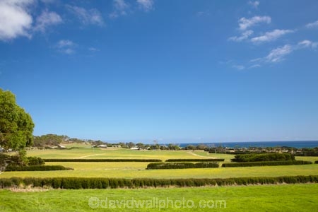 agricultural;agriculture;Australasian;Australia;Australian;country;countryside;farm;farming;farmland;farms;field;fields;Island-of-Tasmania;meadow;meadows;North-West-Tasmania;North-Western-Tasmania;Northern-Tasmania;paddock;paddocks;pasture;pastures;rural;State-of-Tasmania;Tas;Tasmania;The-North