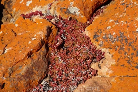 algae;Australasian;Australia;Australian;fungi;Island-of-Tasmania;lichens;North-West-Tasmania;North-Western-Tasmania;Northern-Tasmania;orange;orange-lichen;orange-lichens;orange-rock;orange-rock-lichen;orange-rock-lichens;orange-rocks;Red-Succulent;Red-Succulents;State-of-Tasmania;Tas;Tasmania;The-North;West-Point;West-Point-State-Reserve