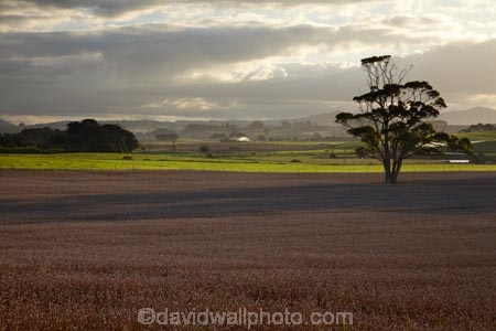 agricultural;agriculture;Australasian;Australia;Australian;country;countryside;crop;crops;farm;farming;farmland;farms;field;fields;horticulture;Island-of-Tasmania;meadow;meadows;North-West-Tasmania;North-Western-Tasmania;Northern-Tasmania;paddock;paddocks;pasture;pastures;rural;State-of-Tasmania;Table-Cape;Tas;Tasmania;The-North;Wynyard