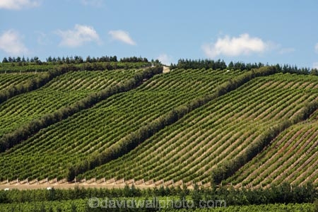 agricultural;agriculture;Australasian;Australia;Australian;country;countryside;crop;crops;cultivation;farm;farming;farmland;farms;field;fields;grape;grapes;grapevine;horticulture;Island-of-Tasmania;North-Tasmania;Northern-Tasmania;row;rows;rural;State-of-Tasmania;Tas;Tasmania;vine;vines;vineyard;vineyards;vintage;White-Hills;White-Hills-Vineyard;wine;wineries;winery;wines