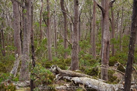 Australasian;Australia;Australian;beautiful;beauty;Ben-Lomond-N.P.;Ben-Lomond-National-Park;Ben-Lomond-NP;Ben-Lomond-Plateau;bush;East-Tasmania;Eastern-Tasmania;endemic;forest;forests;green;Island-of-Tasmania;national-park;national-parks;native;native-bush;natural;nature;North-East-Tasmania;North-Eastern-Tasmania;North-Tasmania;Northern-Tasmania;rural;scene;scenic;State-of-Tasmania;Tas;Tasmania;tree;tree-trunk;tree-trunks;trees;wood;woods