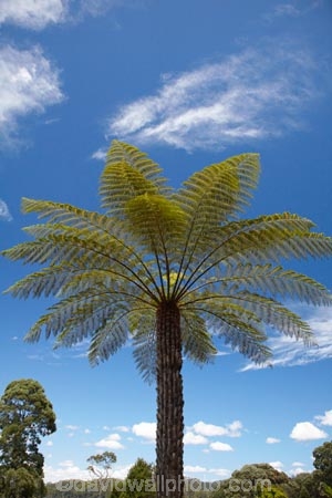 9628;australasian;australia;australian;convict-colony;convict-island;convict-ruins;convict-settlement;convict-station;fern;ferns;Franklin-_-Gordon-Wild-Rivers-N.;Franklin-_-Gordon-Wild-Rivers-Na;Franklin-_-Gordon-Wild-Rivers-NP;Franklin-Gordon-Wild-Rivers-N.P.;Franklin-Gordon-Wild-Rivers-Nati;Franklin-Gordon-Wild-Rivers-NP;frond;fronds;gaol;Gordon-River-Cruise-Boat;Gordon-River-Cruises;harbour;heritage;historic;historic-place;historic-places;Historic-Site;historic-sites;historical;historical-place;historical-places;historical-site;historical-sites;history;island;Island-of-Tasmania;jail;Macquarie-Harbor;Macquarie-Harbour;Macquarie-Harbour-Penal-Station;maquarie;Maquarie-Harbor;Maquarie-Harbour;old;penal-colony;penal-island;penal-settlement;penal-station;plant;plants;prison;prison-island;sarah;Sarah-Island;Sarah-Island-Historic-Site;State-of-Tasmania;Tas;tasmania;Tasmanian-Wilderness-World-Herit;The-West;tradition;traditional;tree;tree-fern;tree-ferns;West-Tasmania;western;Western-Tasmania;World-Heritage-Area;World-Heritage-Areas;World-Heritage-Site;World-Heritage-Sites