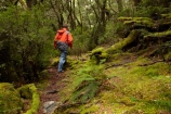 Australasian;Australia;Australian;beautiful;beauty;bush;Cradle-Mountain-_-Lake-St-Clair-National-Park;Cradle-Mt-_-Lake-St-Clair-National-Park;Enchanted-Walk;endemic;forest;forests;green;hike;hiker;hikers;hiking;hiking-track;hiking-tracks;Island-of-Tasmania;lush;moss;mossy;native;native-bush;natural;nature;Pencil-Pine-Track;scene;scenic;State-of-Tasmania;Tas;Tasmania;The-Enchanted-Walk;The-West;tramp;tramper;trampers;tramping;tramping-tack;tramping-tracks;tree;trees;trek;treker;trekers;treking;trekker;trekkers;trekking;verdant;walk;walker;walkers;walking;walking-track;walking-tracks;West-Tasmania;Western-Tasmania;wood;woods