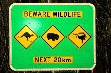 australasia;australia;australian;beware-wildlife;bird;birds;kangaroo;Kangaroo-Warning-Sign;kangaroos;Lasiorhinus-latrifrons;lyre-bird;lyre-birds;lyre_bird;lyre_birds;lyrebird;lyrebirds;mount-buffalo-n.p.;mount-buffalo-national-park;mount-buffalo-np;mt-buffalo-n.p.;mt-buffalo-national-park;mt-buffalo-np;mt.-buffalo-n.p.;mt.-buffalo-national-park;mt.-buffalo-np;natural;nature;next-20-km;next-20km;next-twenty-kilometres;Road;road-sign;road-signs;road_sign;road_signs;roads;roadsign;roadsigns;sign;signs;symbol;symbols;tranportation;transport;travel;victoria;warn;warning;wildlife;wombat;wombats;yellow-black