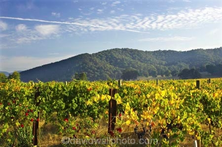 agricultural;agriculture;australasian;Australia;australian;autumn;boynton-vineyard;boynton-winery;Boyntons-of-Bright-winery;Boyntons-of-Bright;bright;country;countryside;crop;crops;cultivation;fall;farm;farming;farmland;farms;field;fields;grape;grapes;grapevine;horticulture;porepunkah;row;rows;rural;Victoria;vine;vines;vineyard;vineyards;vintage;wine;wineries;winery;wines