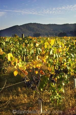 agricultural;agriculture;australasian;Australia;australian;autumn;boynton-vineyard;boynton-winery;Boyntons-of-Bright-winery;Boyntons-of-Bright;bright;country;countryside;crop;crops;cultivation;fall;farm;farming;farmland;farms;field;fields;grape;grapes;grapevine;horticulture;porepunkah;row;rows;rural;Victoria;vine;vines;vineyard;vineyards;vintage;wine;wineries;winery;wines