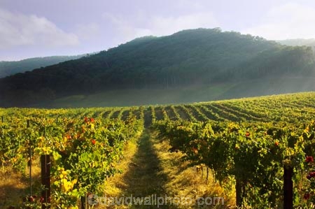 agricultural;agriculture;australasia;australasian;australia;australian;autumn;boynton-vineyard;boynton-winery;Boyntons-of-Bright-winery;Boyntons-of-Bright;bright;country;countryside;crop;crops;cultivation;fall;farm;farming;farmland;farms;field;fields;grape;grapes;grapevine;horticulture;porepunkah;row;rows;rural;victoria;vine;vines;vineyard;vineyards;vintage;wine;wineries;winery;wines