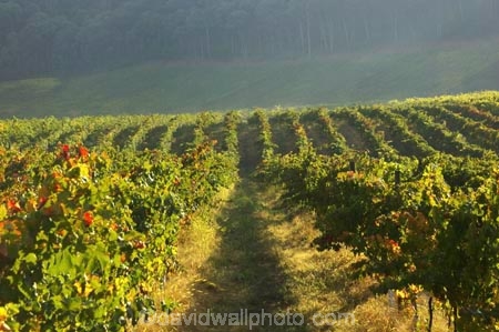 agricultural;agriculture;australasian;Australia;australian;autumn;boynton-vineyard;boynton-winery;Boyntons-of-Bright-winery;Boyntons-of-Bright;bright;country;countryside;crop;crops;cultivation;fall;farm;farming;farmland;farms;field;fields;grape;grapes;grapevine;horticulture;porepunkah;row;rows;rural;Victoria;vine;vines;vineyard;vineyards;vintage;wine;wineries;winery;wines