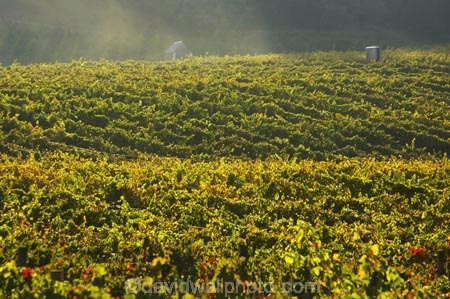 agricultural;agriculture;australasian;Australia;australian;autumn;boynton-vineyard;boynton-winery;Boyntons-of-Bright-winery;Boyntons-of-Bright;bright;country;countryside;crop;crops;cultivation;fall;farm;farming;farmland;farms;field;fields;grape;grapes;grapevine;horticulture;porepunkah;row;rows;rural;Victoria;vine;vines;vineyard;vineyards;vintage;wine;wineries;winery;wines