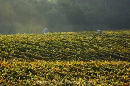 agricultural;agriculture;australasian;Australia;australian;autumn;boynton-vineyard;boynton-winery;Boyntons-of-Bright-winery;Boyntons-of-Bright;bright;country;countryside;crop;crops;cultivation;fall;farm;farming;farmland;farms;field;fields;grape;grapes;grapevine;horticulture;porepunkah;row;rows;rural;Victoria;vine;vines;vineyard;vineyards;vintage;wine;wineries;winery;wines