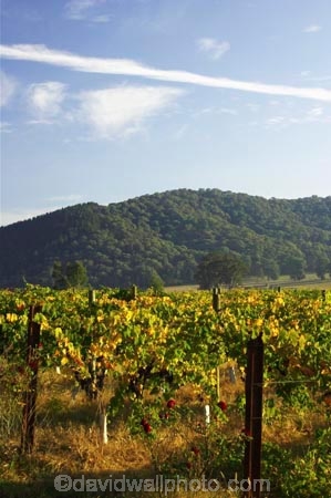 agricultural;agriculture;australasian;Australia;australian;autumn;boynton-vineyard;boynton-winery;Boyntons-of-Bright-winery;Boyntons-of-Bright;bright;country;countryside;crop;crops;cultivation;fall;farm;farming;farmland;farms;field;fields;grape;grapes;grapevine;horticulture;porepunkah;row;rows;rural;Victoria;vine;vines;vineyard;vineyards;vintage;wine;wineries;winery;wines