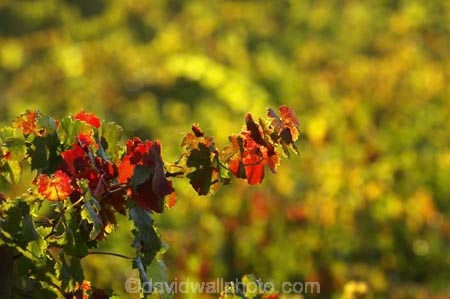 agricultural;agriculture;australasian;Australia;australian;autumn;boynton-vineyard;boynton-winery;Boyntons-of-Bright-winery;Boyntons-of-Bright;bright;color;colors;colour;colours;country;countryside;crimson;crop;crops;cultivation;fall;farm;farming;farmland;farms;field;fields;grape;grapes;grapevine;horticulture;leaf;leaves;porepunkah;red;row;rows;rural;scarlet;Victoria;vine;vine-leaf;vine-leaves;vines;vineyard;vineyards;vintage;wine;wineries;winery;wines;yellow