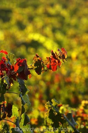 agricultural;agriculture;australasian;Australia;australian;autumn;boynton-vineyard;boynton-winery;Boyntons-of-Bright-winery;Boyntons-of-Bright;bright;color;colors;colour;colours;country;countryside;crimson;crop;crops;cultivation;fall;farm;farming;farmland;farms;field;fields;grape;grapes;grapevine;horticulture;leaf;leaves;porepunkah;red;row;rows;rural;scarlet;Victoria;vine;vine-leaf;vine-leaves;vines;vineyard;vineyards;vintage;wine;wineries;winery;wines;yellow