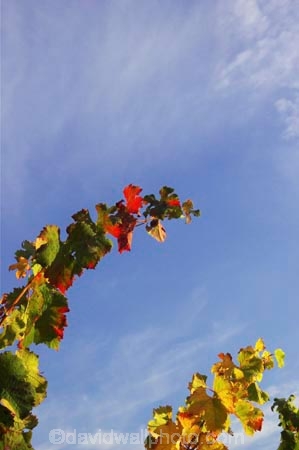 agricultural;agriculture;australasian;Australia;australian;autumn;boynton-vineyard;boynton-winery;Boyntons-of-Bright-winery;Boyntons-of-Bright;bright;color;colors;colour;colours;country;countryside;crimson;crop;crops;cultivation;fall;farm;farming;farmland;farms;field;fields;grape;grapes;grapevine;horticulture;leaf;leaves;porepunkah;red;row;rows;rural;scarlet;Victoria;vine;vine-leaf;vine-leaves;vines;vineyard;vineyards;vintage;wine;wineries;winery;wines