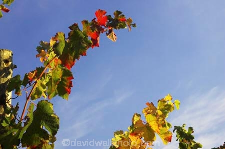 agricultural;agriculture;australasian;Australia;australian;autumn;boynton-vineyard;boynton-winery;Boyntons-of-Bright-winery;Boyntons-of-Bright;bright;color;colors;colour;colours;country;countryside;crimson;crop;crops;cultivation;fall;farm;farming;farmland;farms;field;fields;grape;grapes;grapevine;horticulture;leaf;leaves;porepunkah;red;row;rows;rural;scarlet;Victoria;vine;vine-leaf;vine-leaves;vines;vineyard;vineyards;vintage;wine;wineries;winery;wines;yellow