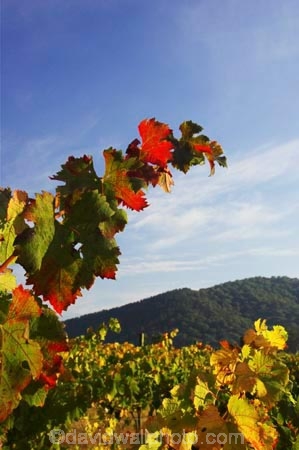 agricultural;agriculture;australasian;Australia;australian;autumn;boynton-vineyard;boynton-winery;Boyntons-of-Bright-winery;Boyntons-of-Bright;bright;color;colors;colour;colours;country;countryside;crimson;crop;crops;cultivation;fall;farm;farming;farmland;farms;field;fields;grape;grapes;grapevine;horticulture;leaf;leaves;porepunkah;red;row;rows;rural;scarlet;Victoria;vine;vine-leaf;vine-leaves;vines;vineyard;vineyards;vintage;wine;wineries;winery;wines;yellow