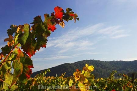agricultural;agriculture;australasian;Australia;australian;autumn;boynton-vineyard;boynton-winery;Boyntons-of-Bright-winery;Boyntons-of-Bright;bright;color;colors;colour;colours;country;countryside;crimson;crop;crops;cultivation;fall;farm;farming;farmland;farms;field;fields;grape;grapes;grapevine;horticulture;leaf;leaves;porepunkah;red;row;rows;rural;scarlet;Victoria;vine;vine-leaf;vine-leaves;vines;vineyard;vineyards;vintage;wine;wineries;winery;wines;yellow