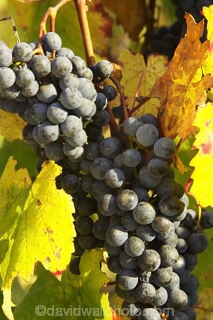 agricultural;agriculture;australasian;Australia;australian;autumn;boynton-vineyard;boynton-winery;Boyntons-of-Bright-winery;Boyntons-of-Bright;bright;country;countryside;crop;crops;cultivation;fall;farm;farming;farmland;farms;field;fields;grape;grapes;grapevine;horticulture;porepunkah;row;rows;rural;Victoria;vine;vines;vineyard;vineyards;vintage;wine;wineries;winery;wines;yellow