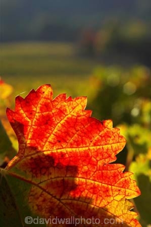 agricultural;agriculture;australasian;Australia;australian;autumn;boynton-vineyard;boynton-winery;Boyntons-of-Bright-winery;Boyntons-of-Bright;bright;country;countryside;crimson;crop;crops;cultivation;fall;farm;farming;farmland;farms;field;fields;grape;grapes;grapevine;horticulture;porepunkah;red;row;rows;rural;scarlet;Victoria;vine;vines;vineyard;vineyards;vintage;wine;wineries;winery;wines