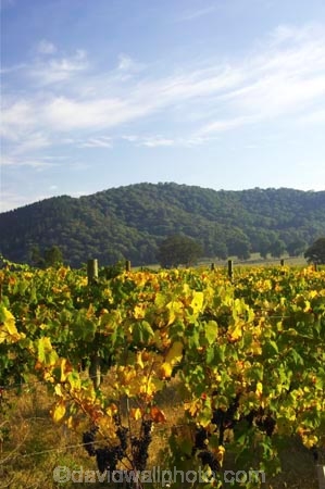 agricultural;agriculture;australasian;Australia;australian;autumn;boynton-vineyard;boynton-winery;Boyntons-of-Bright-winery;Boyntons-of-Bright;bright;country;countryside;crop;crops;cultivation;fall;farm;farming;farmland;farms;field;fields;grape;grapes;grapevine;horticulture;porepunkah;row;rows;rural;Victoria;vine;vines;vineyard;vineyards;vintage;wine;wineries;winery;wines