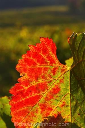agricultural;agriculture;australasian;Australia;australian;autumn;boynton-vineyard;boynton-winery;Boyntons-of-Bright-winery;Boyntons-of-Bright;bright;color;colors;colour;colours;country;countryside;crimson;crop;crops;cultivation;fall;farm;farming;farmland;farms;field;fields;grape;grapes;grapevine;horticulture;leaf;leaves;porepunkah;red;row;rows;rural;scarlet;Victoria;vine;vine-leaf;vine-leaves;vines;vineyard;vineyards;vintage;wine;wineries;winery;wines