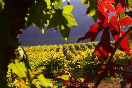 agricultural;agriculture;australasian;Australia;australian;autumn;boynton-vineyard;boynton-winery;Boyntons-of-Bright-winery;Boyntons-of-Bright;bright;country;countryside;crimson;crop;crops;cultivation;fall;farm;farming;farmland;farms;field;fields;grape;grapes;grapevine;horticulture;porepunkah;red;row;rows;rural;scarlet;Victoria;vine;vines;vineyard;vineyards;vintage;wine;wineries;winery;wines