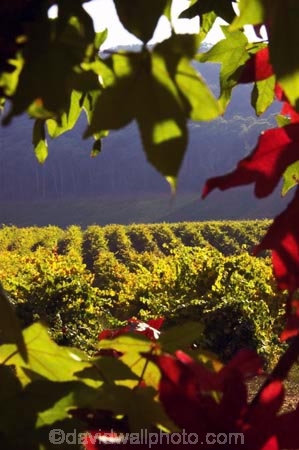 agricultural;agriculture;australasian;Australia;australian;autumn;boynton-vineyard;boynton-winery;Boyntons-of-Bright-winery;Boyntons-of-Bright;bright;country;countryside;crimson;crop;crops;cultivation;fall;farm;farming;farmland;farms;field;fields;grape;grapes;grapevine;horticulture;porepunkah;red;row;rows;rural;scarlet;Victoria;vine;vines;vineyard;vineyards;vintage;wine;wineries;winery;wines