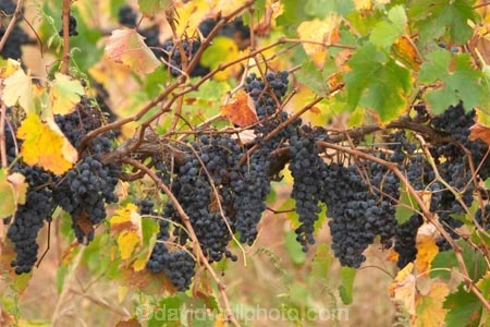 agricultural;agriculture;australasian;Australia;australian;autumn;country;countryside;crop;crops;cultivation;fall;farm;farming;farmland;farms;field;fields;grape;grapes;grapevine;horticulture;Myrtleford;rural;Victoria;vine;vines;vineyard;vineyards;vintage;wine;wineries;winery;wines;yellow