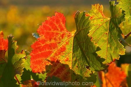 agricultural;agriculture;australasian;Australia;australian;autumn;boynton-vineyard;boynton-winery;Boyntons-of-Bright-winery;Boyntons-of-Bright;bright;color;colors;colour;colours;country;countryside;crimson;crop;crops;cultivation;fall;farm;farming;farmland;farms;field;fields;grape;grapes;grapevine;horticulture;leaf;leaves;porepunkah;red;row;rows;rural;scarlet;Victoria;vine;vine-leaf;vine-leaves;vines;vineyard;vineyards;vintage;wine;wineries;winery;wines