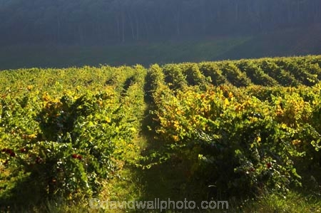 agricultural;agriculture;australasian;Australia;australian;autumn;boynton-vineyard;boynton-winery;Boyntons-of-Bright-winery;Boyntons-of-Bright;bright;country;countryside;crop;crops;cultivation;fall;farm;farming;farmland;farms;field;fields;grape;grapes;grapevine;horticulture;porepunkah;row;rows;rural;Victoria;vine;vines;vineyard;vineyards;vintage;wine;wineries;winery;wines