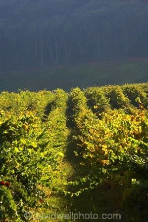 agricultural;agriculture;australasian;Australia;australian;autumn;boynton-vineyard;boynton-winery;Boyntons-of-Bright-winery;Boyntons-of-Bright;bright;country;countryside;crop;crops;cultivation;fall;farm;farming;farmland;farms;field;fields;grape;grapes;grapevine;horticulture;porepunkah;row;rows;rural;Victoria;vine;vines;vineyard;vineyards;vintage;wine;wineries;winery;wines