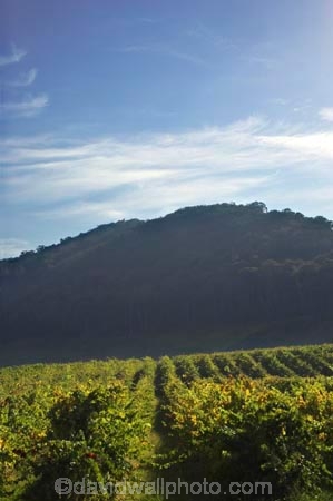 agricultural;agriculture;australasian;Australia;australian;autumn;boynton-vineyard;boynton-winery;Boyntons-of-Bright-winery;Boyntons-of-Bright;bright;country;countryside;crop;crops;cultivation;fall;farm;farming;farmland;farms;field;fields;grape;grapes;grapevine;horticulture;porepunkah;row;rows;rural;Victoria;vine;vines;vineyard;vineyards;vintage;wine;wineries;winery;wines