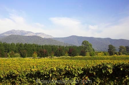 agricultural;agriculture;australasian;Australia;australian;autumn;boynton-vineyard;boynton-winery;Boyntons-of-Bright-winery;Boyntons-of-Bright;bright;country;countryside;crop;crops;cultivation;fall;farm;farming;farmland;farms;field;fields;grape;grapes;grapevine;horticulture;porepunkah;row;rows;rural;Victoria;vine;vines;vineyard;vineyards;vintage;wine;wineries;winery;wines