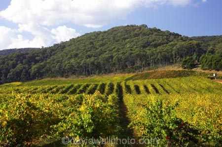agricultural;agriculture;australasia;australasian;australia;australian;autumn;boynton-vineyard;boynton-winery;Boyntons-of-Bright-winery;Boyntons-of-Bright;bright;country;countryside;crop;crops;cultivation;fall;farm;farming;farmland;farms;field;fields;grape;grapes;grapevine;horticulture;porepunkah;row;rows;rural;victoria;vine;vines;vineyard;vineyards;vintage;wine;wineries;winery;wines
