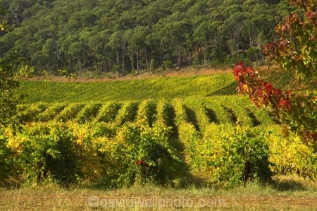 agricultural;agriculture;australasia;australasian;australia;australian;autumn;boynton-vineyard;boynton-winery;Boyntons-of-Bright-winery;Boyntons-of-Bright;bright;country;countryside;crop;crops;cultivation;fall;farm;farming;farmland;farms;field;fields;grape;grapes;grapevine;horticulture;porepunkah;row;rows;rural;victoria;vine;vines;vineyard;vineyards;vintage;wine;wineries;winery;wines