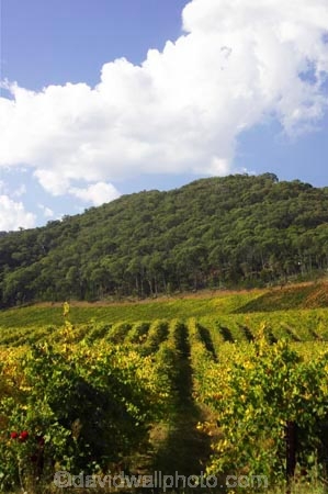 agricultural;agriculture;australasia;australasian;australia;australian;autumn;boynton-vineyard;boynton-winery;Boyntons-of-Bright-winery;Boyntons-of-Bright;bright;country;countryside;crop;crops;cultivation;fall;farm;farming;farmland;farms;field;fields;grape;grapes;grapevine;horticulture;porepunkah;row;rows;rural;victoria;vine;vines;vineyard;vineyards;vintage;wine;wineries;winery;wines