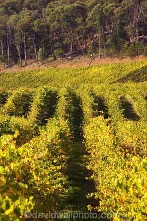 agricultural;agriculture;australasia;australasian;australia;australian;autumn;boynton-vineyard;boynton-winery;Boyntons-of-Bright-winery;Boyntons-of-Bright;bright;country;countryside;crop;crops;cultivation;fall;farm;farming;farmland;farms;field;fields;grape;grapes;grapevine;horticulture;porepunkah;row;rows;rural;victoria;vine;vines;vineyard;vineyards;vintage;wine;wineries;winery;wines