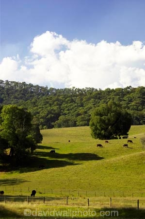 agricultural;agriculture;australasia;australia;australian;country;countryside;farm;farming;farmland;farms;field;fields;horticulture;meadow;meadows;paddock;paddocks;pasture;pastures;porepunkah;rural;victoria