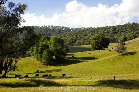 agricultural;agriculture;australasia;australia;australian;country;countryside;farm;farming;farmland;farms;field;fields;horticulture;meadow;meadows;paddock;paddocks;pasture;pastures;porepunkah;rural;victoria