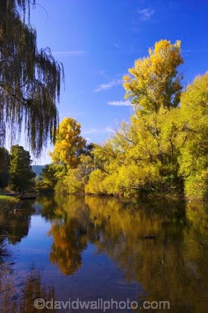 australasia;Australia;australian;autumn;autumn-colour;autumn-colours;autumnal;autumninal;Bright;brook;brooks;calm;color;colors;colour;colours;creek;creeks;deciduous;fall;fall-color;fall-colors;flow;foliage;golden;leaf;leaves;pool;porepunkah;reflection;reflections;river;rivers;still;stream;streams;tree;trees;Victoria;water;wet;willows;yellow