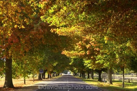 australasia;Australia;australian;autumn;autumn-colour;autumn-colours;autumnal;autumninal;avenue;avenues;boulevard;boulevards;Bright;centre-line;centre-lines;centre_line;centre_lines;centreline;centrelines;color;colors;colour;colours;deciduous;driving;fall;fall-color;fall-colors;foliage;highway;highways;leaf;leaves;open-road;open-roads;road;road-trip;roads;straight;transport;transportation;travel;traveling;travelling;tree;trees;trip;Victoria