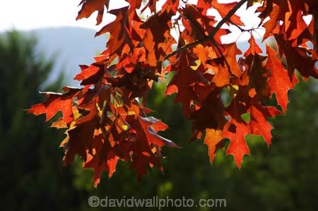 agricultural;agriculture;australasia;australasian;Australia;australian;autuminal;autumn;autumn-colour;autumn-colours;autumnal;autumninal;bright;color;colors;colour;colours;crimson;deciduous;fall;fall-color;fall-colors;foliage;leaf;leaves;oak;oaks;pin-oak;pin-oaks;quercus;red;scarlet;scarlet-oak;scarlet-oaks;tree;trees;Victoria