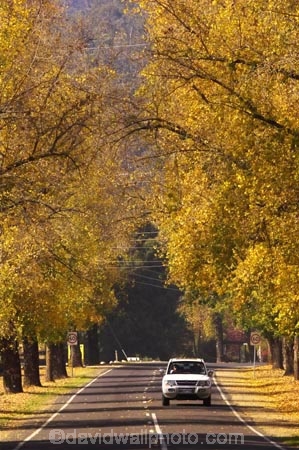 4wd;4wds;4wds;4x4;4x4s;4x4s;australasia;Australia;australian;autumn;autumn-colour;autumn-colours;autumnal;autumninal;avenue;avenues;boulevard;boulevards;Bright;centre-line;centre-lines;centre_line;centre_lines;centreline;centrelines;color;colors;colour;colours;deciduous;driving;fall;fall-color;fall-colors;foliage;four-by-four;four-by-fours;four-wheel-drive;four-wheel-drives;highway;highways;leaf;leaves;open-road;open-roads;road;road-trip;roads;straight;suv;suvs;transport;transportation;travel;traveling;travelling;tree;trees;trip;vehicle;vehicles;Victoria
