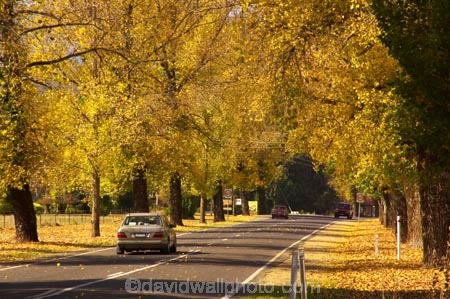 australasia;Australia;australian;automobile;automobiles;autumn;autumn-colour;autumn-colours;autumnal;autumninal;avenue;avenues;boulevard;boulevards;Bright;car;cars;centre-line;centre-lines;centre_line;centre_lines;centreline;centrelines;color;colors;colour;colours;deciduous;driving;fall;fall-color;fall-colors;foliage;highway;highways;leaf;leaves;open-road;open-roads;Road;road-trip;roads;straight;tranportation;transport;transportation;travel;traveling;travelling;tree;trees;trip;trips;vehicle;vehicles;Victoria